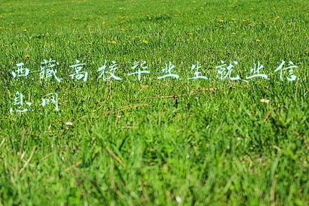 西藏高校毕业生就业信息网官网(24794个岗位！2021年西藏全区第三批高校毕业生就业岗位计划公布)