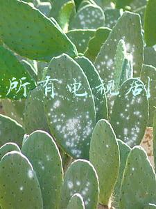 免费所有电视剧大全