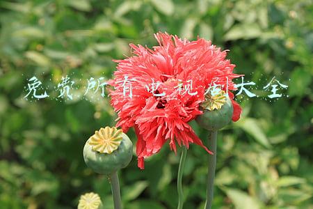 免费所有电视剧大全