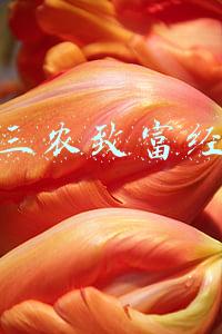 三农致富经种植(农业致富经，安徽巴旦木种植小投入大收益)