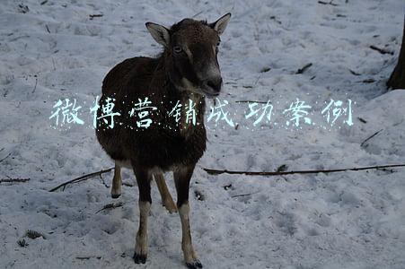 微博营销成功案例