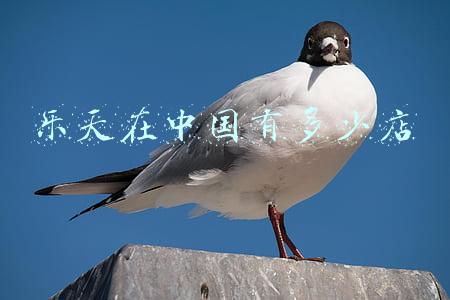 乐天在中国的现状2020_乐天在中国的现状