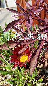 十大热门行业排行榜(最热门专业大起底！十大热门专业，什么学校最好？)
