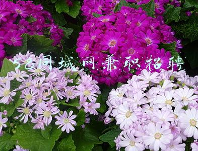 58同城网兼职招聘最新招聘仙桃(牢固树立“九城就是一城”理念——访湖北省人大代表、天门市市长杨兴铭)
