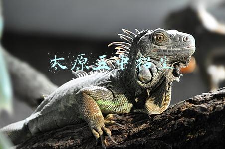 太原五中招生条件(最新爆料！太原市新五中政策定了！划片入学，不面向全市招生)
