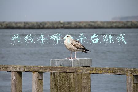 网约车能赚多少钱(网约车的“江湖”：月入过万确实有 更多的是累和焦虑)