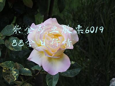 紫金矿业股票行情分析(伦铜、沪铜上涨强劲！紫金矿业6日狂飙50%，中信证券给出5500亿市值目标)