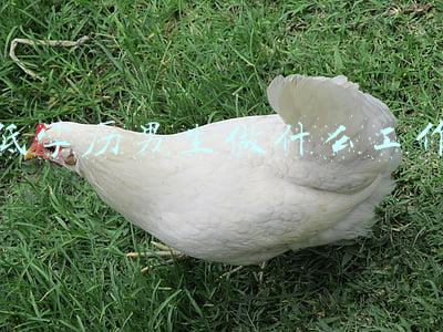 中国紧缺十大技工 低学历男生做什么工作(深圳工厂实录：喝酒、撩妹、玩游戏，低学历工人逃不掉的命运)