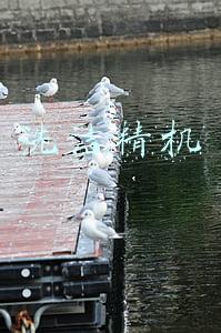 洗洁精机器设备自动化设备(新手生产洗洁精洗衣液该不该购买大型设备？)