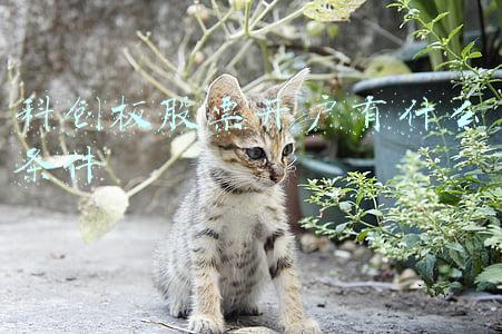 科创板股票开户有什么条件