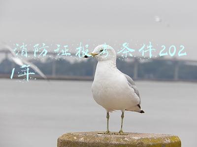 二级消防证报考条件2021年(2021年消防设施操作员培训多久要考试吗在线解答)