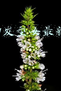 2021发型女最新减龄方脸(2021年最火的发型来了！减龄显脸小，不挑人)