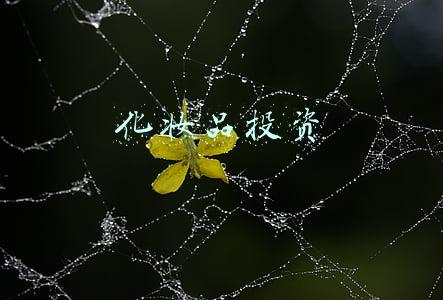 化妆品投资