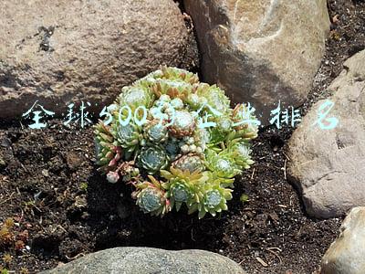 全球500强企业排名