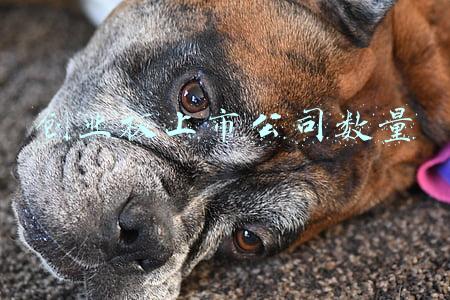 创业板上市公司数量