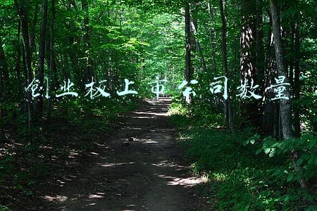 创业板上市公司数量