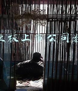 创业板上市公司数量