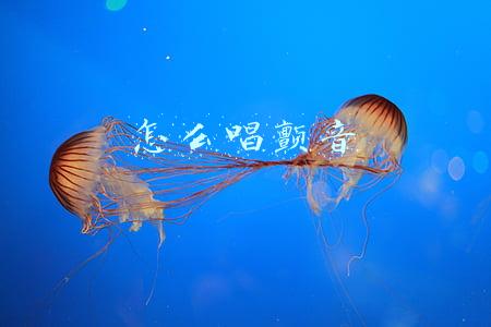怎么唱颤音