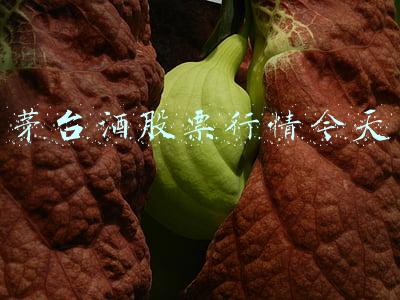 茅台酒股票行情今天G79(茅台罕见重挫近5%，创业板9000亿巨头也大跌！A股红包行情还有吗？)