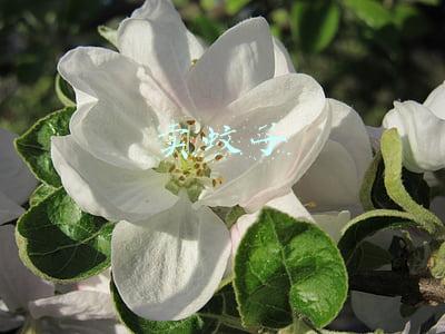 卖蚊子药的顺口溜(灭蚊子（打油诗）)