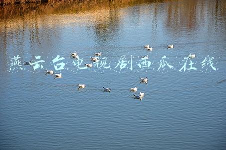 燕云台电视剧免费西瓜(走过大观园的杨门女将，宝玉和晴雯宝钗在一起，夏金桂变身萧太后)