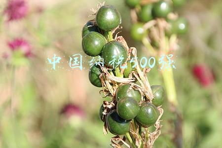 中国纳税500强