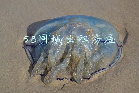 58同城出租房屋