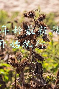 退休年龄最新消息2022年开始执行(2022年起，女性灵活就业参保人员的退休年龄为55岁！)