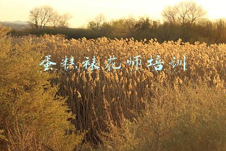 泸州蛋糕裱花师培训(泸州私家蛋糕坊风生水起 传统品牌店谋求突围)