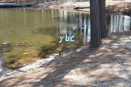 ybc