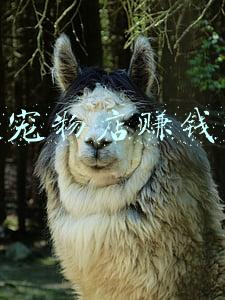 开宠物店赚钱吗