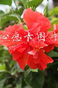 心愿卡图片