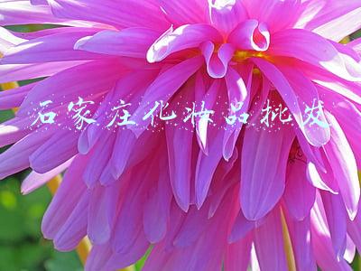 石家庄化妆品批发