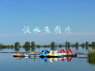 淡水鱼图片