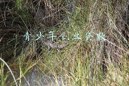 青少年创业贷款多久能下来(号外号外！青创计划3-10万元创业无息贷款项目开始申报啦！)