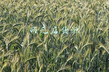 两元店货源里有电工用具和机械扳手吗(除了“白发校长”，他还有6个身份……)