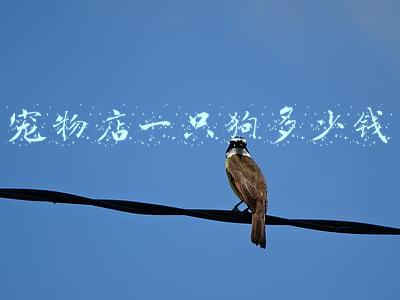 宠物店寄养狗多少钱，宠物店寄养狗多少钱一天