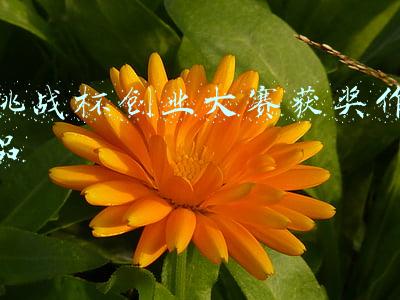 挑战杯创业大赛获奖作品