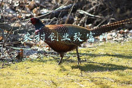 农村创业致富网