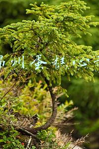 锦州蛋糕心语电话(爱的心语 真情实感)