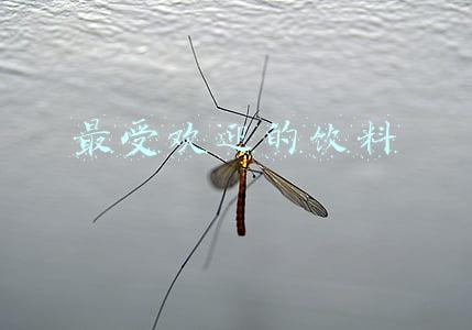 最受欢迎的饮料