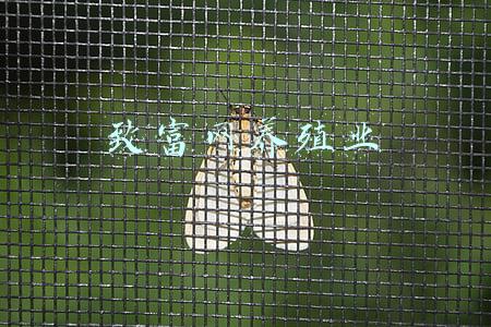致富创业网养殖(针对于农村的10个养殖致富骗局！农村创业养殖一定要谨慎！)