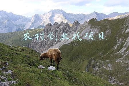 农村创业找项目