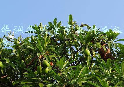 华润集团 级别(这些才是真央企！前49为副部级单位)