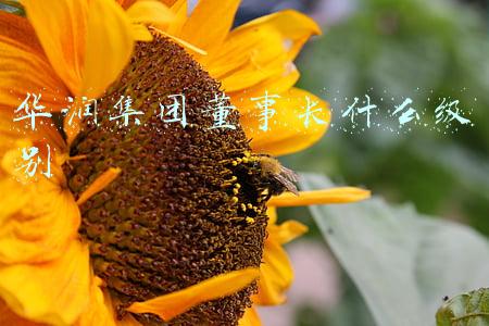 华润集团董事长什么级别