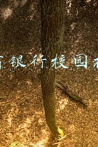 招商银行校园招聘官网入口(2022招商银行秋季校园招聘公告汇总)