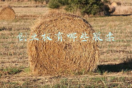 创业板有哪些股票很久没有大涨过的(创业板注册制一周年盘点：成就哪些牛股？这些板块个股最容易涨停)