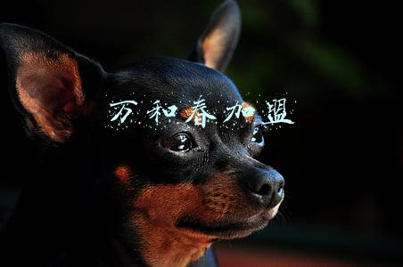 万和春(万和春餐饮管理有限公司董事长 王涛：新时代青岛老字号传承人)