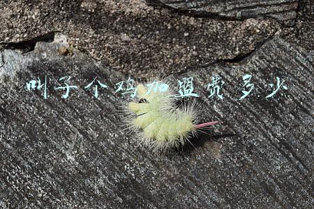 叫了个鸡加盟费多少