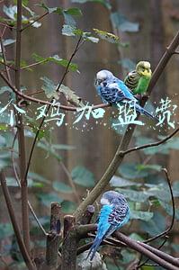 紫燕百味鸡加盟费多少(紫燕百味鸡开启2022年招商加盟计划！提供一站式扶持)